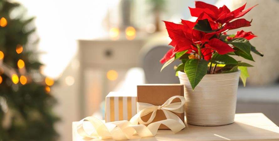 Gifting Plants 